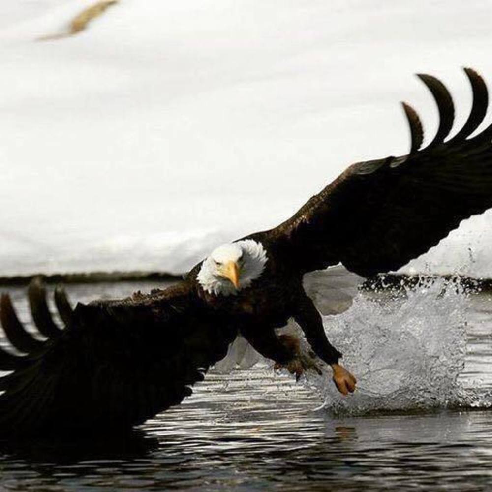 Meet your Posher, Kev